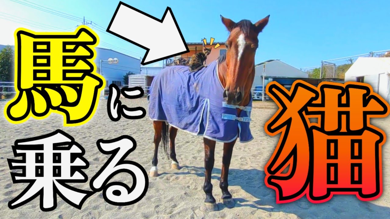 放牧場で子猫を乗せた優しい馬が近づいて来た!!『見て見て〜！』と仲良しな姿が可愛すぎました。【ツルマルボーイ様のシモベ】