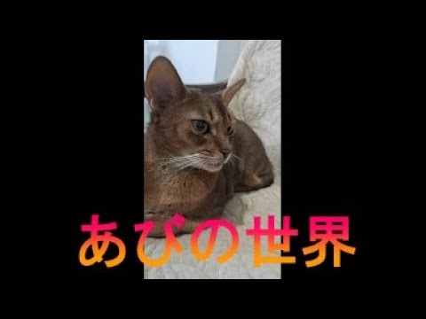 ネコ動画あび＃2395　あびの毎日　アビシニアン　あび