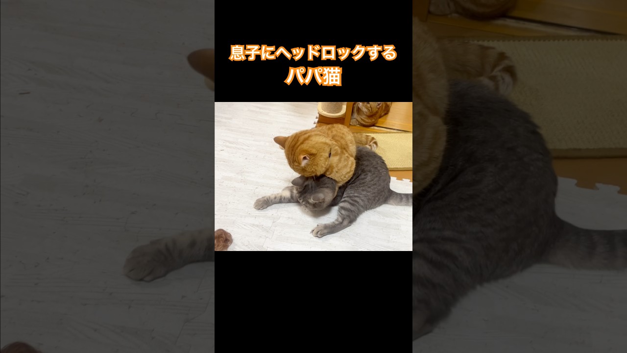 息子にヘッドロックする茶々パパ #猫 #マンチカン #shorts