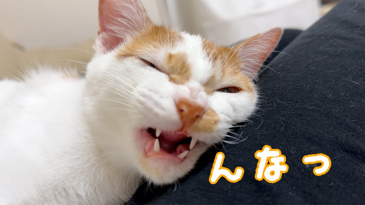 ママの上でくつろぎながらお返事する子猫が可愛すぎる…！