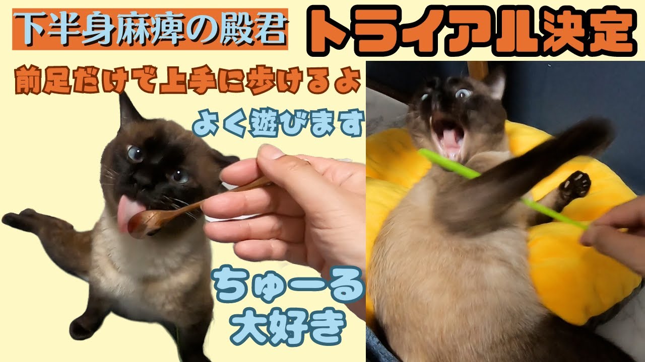 下半身麻痺のシャム猫に似た殿君　圧迫排尿が必要でもトライル決定（保護猫カフェ猫の惑星にゃーくる）京橋駅　Siamese cat with lower body paralysis