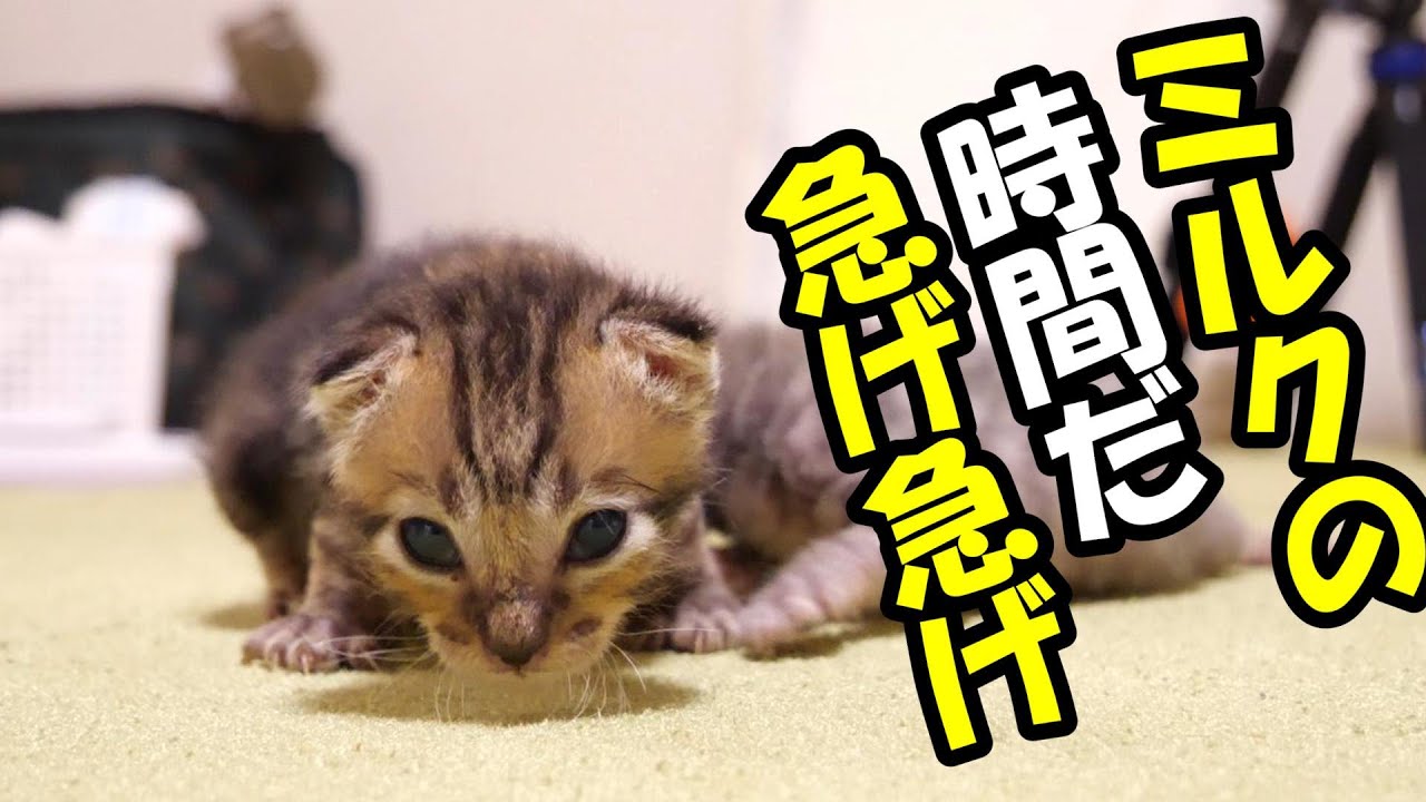 ミルクの時間だ急げ急げと慌てる子猫たち【赤ちゃん猫　保護猫】