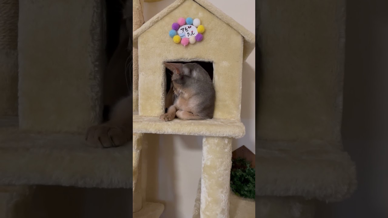 マイホームで寛ぐ猫さん #shorts #猫 #アビシニアン