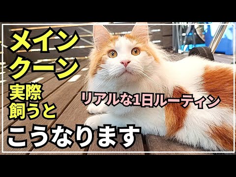 巨大猫と過ごす平日ルーティン。実際飼うとこうなる丨娘の誕生日を猫と一緒に祝いました【メインクーン】