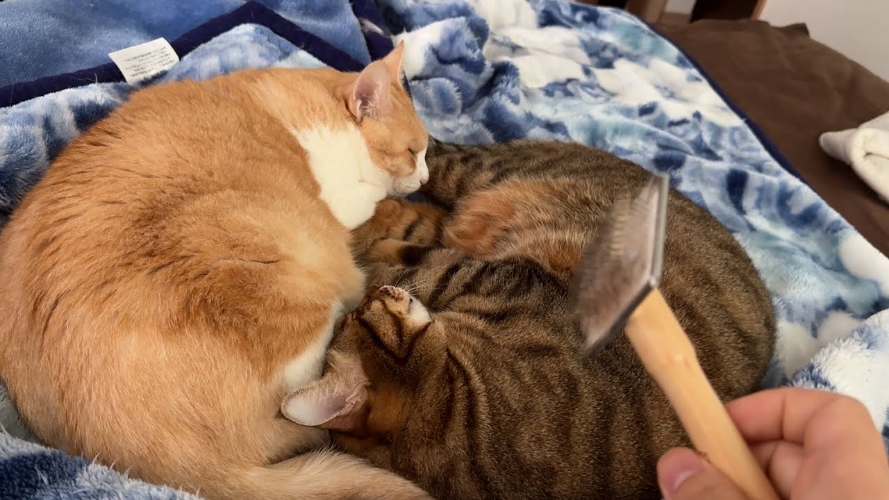 朝から仲良く寝ている猫たちの毛をブラシで抜きまくってみました。