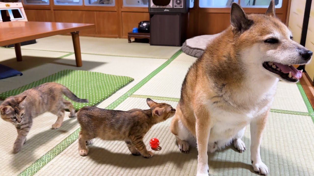 子猫と遊びたくて不器用な柴犬がとった行動が可愛すぎました