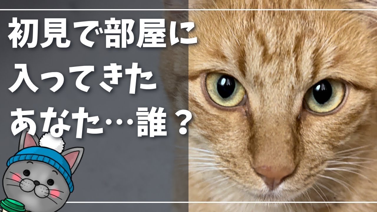 野良猫が我が家のように遊びに来るｗ【ロシアンブルー】猫