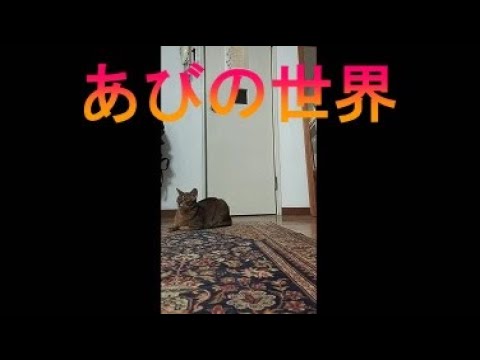 ネコ動画あび＃2432　あびの毎日　アビシニアン　あび