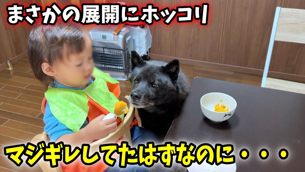 オヤツ食べてたら凄くホッコリしました【甲斐犬一休と猫のしずく】