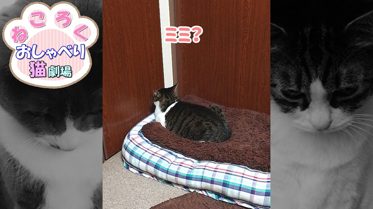 【しゃべる猫】飼い主に背を向ける猫たち #Shorts