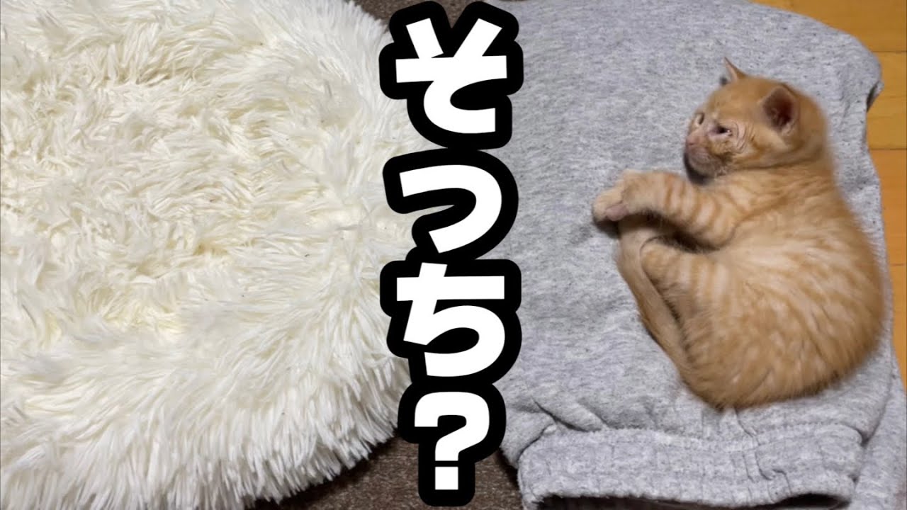 子猫の為にクッションを準備したのに…まさかの選択