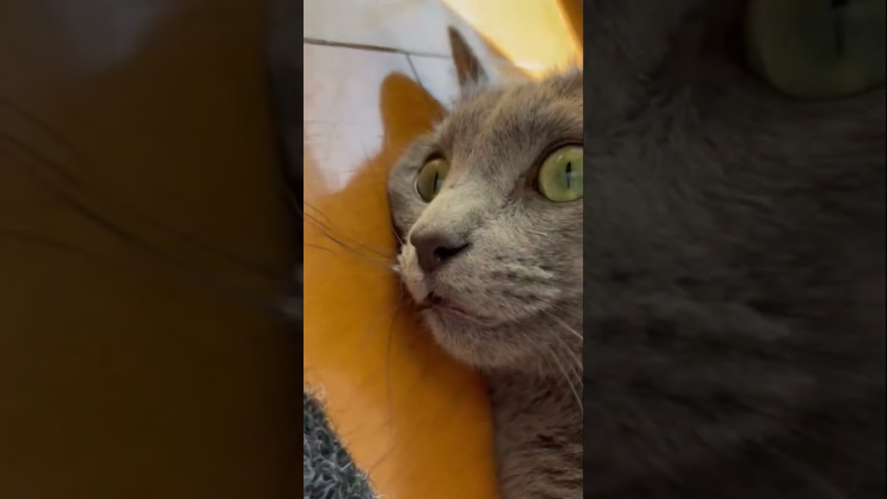 可愛い🧡ビックリ顔の猫（ロシアンブルー）#shorts