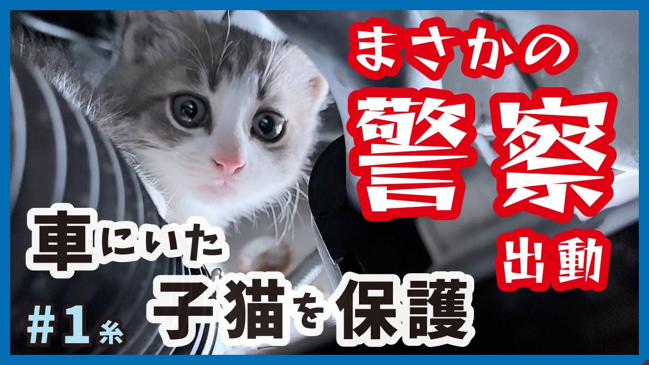 子猫の保護活動をしていたら警察沙汰になり大変なことに…【保護猫・糸1】/cat and police