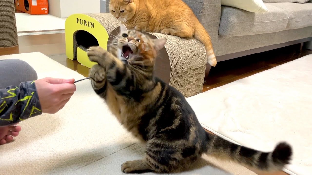 若さのメル&落ち着きのプリン