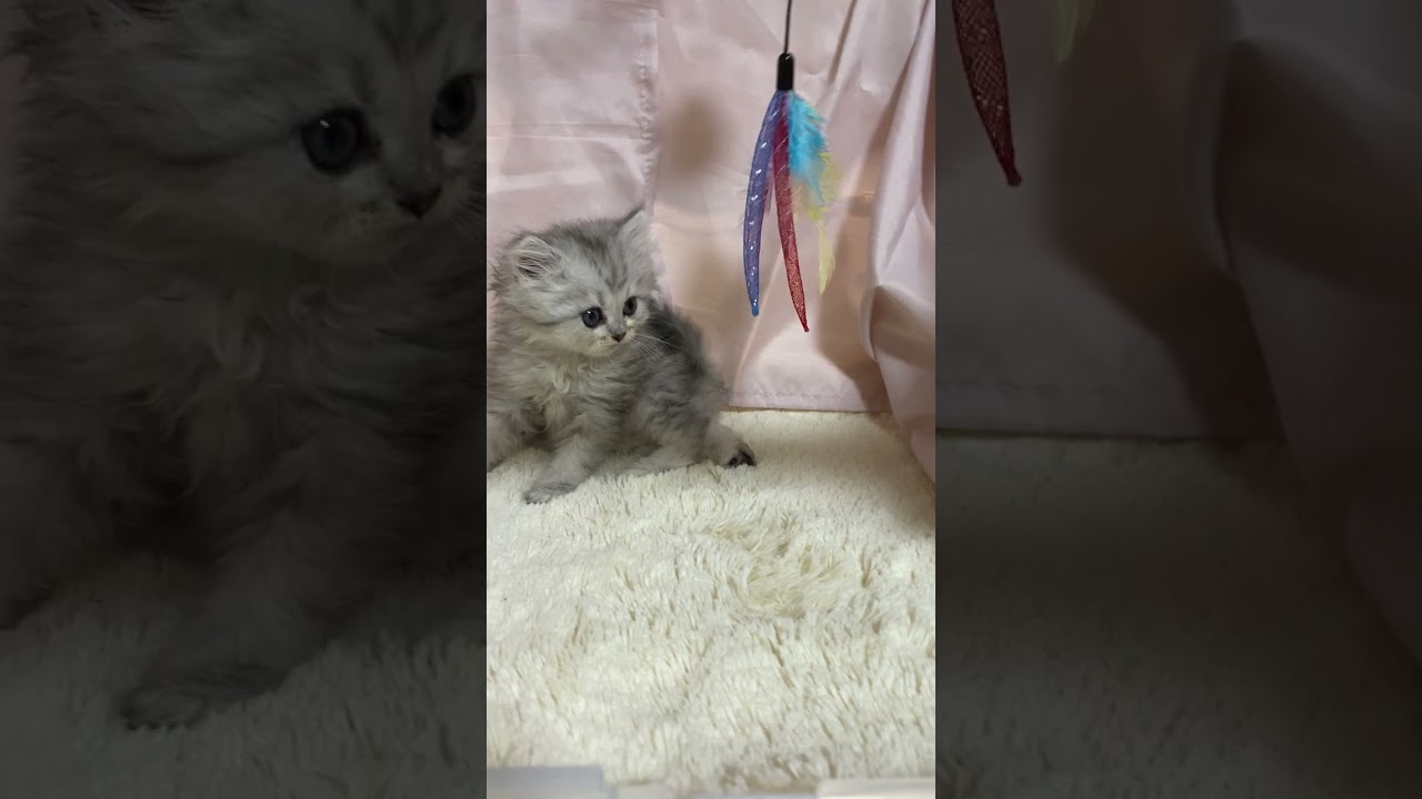 ペルシャ（チンチラ） マイペースな男の子