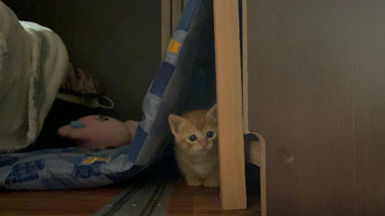 【保護猫】子猫のかくれんぼが可愛すぎました