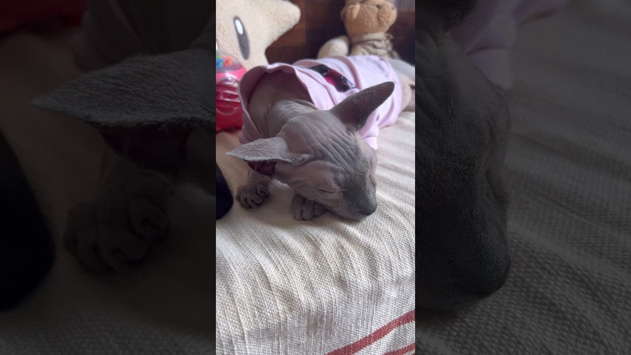 お昼寝中の毛のない猫たち【スフィンクス猫】