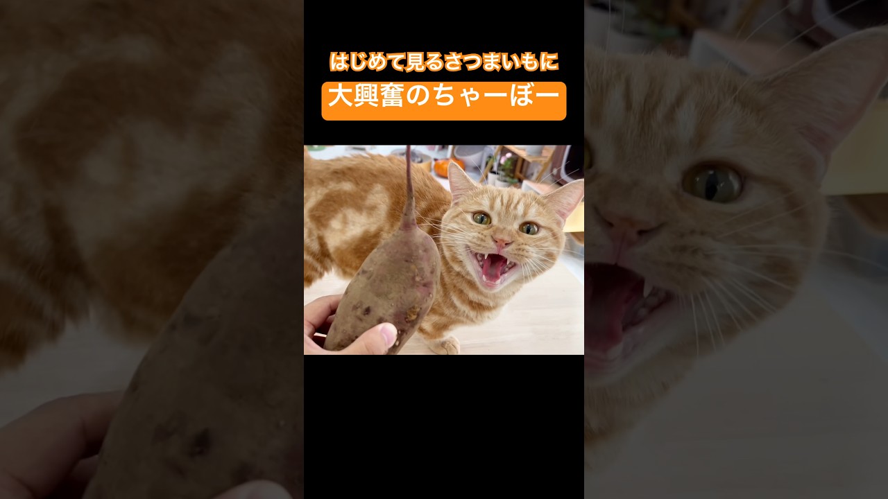 【猫の鳴き声】初めて見たさつまいもに大興奮の猫 #猫の鳴き声 #マンチカン #shorts