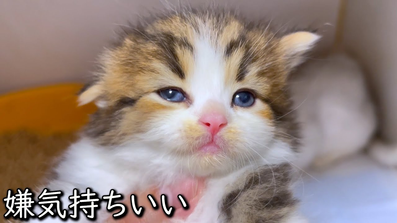 【マンチカンの子猫】嫌気持ちい～という顔の件 ∼猫のいる生活Vol.827~ 出産動画 マンチカン短足・ミヌエット・ペルシャ猫専門ブリーダー『ペット蔵人』【子猫の成長記録】