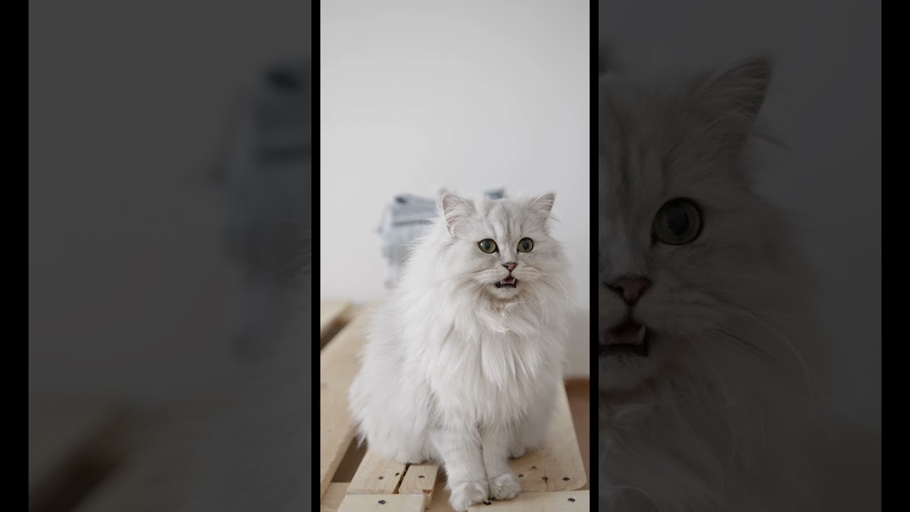 A beautiful cat video #cute #cutecat  #pet #pets