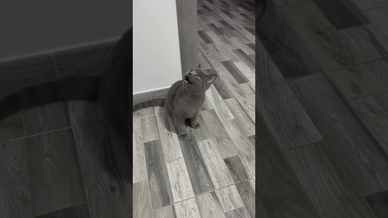 My cat is broken😹😹 #cat #cats