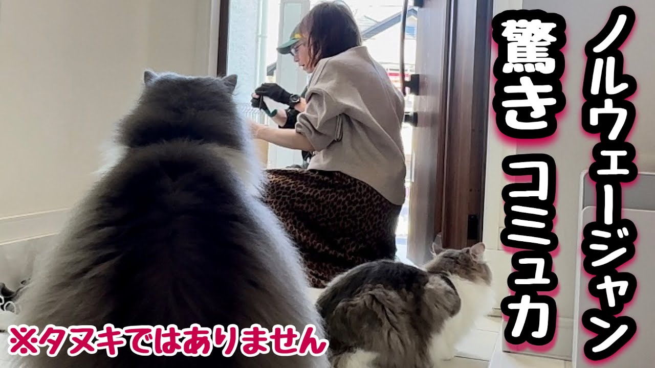 【ノルウェージャン特徴】毎日が宅急便さんパーティー‼️お客さん大好き北欧の大型猫兄弟