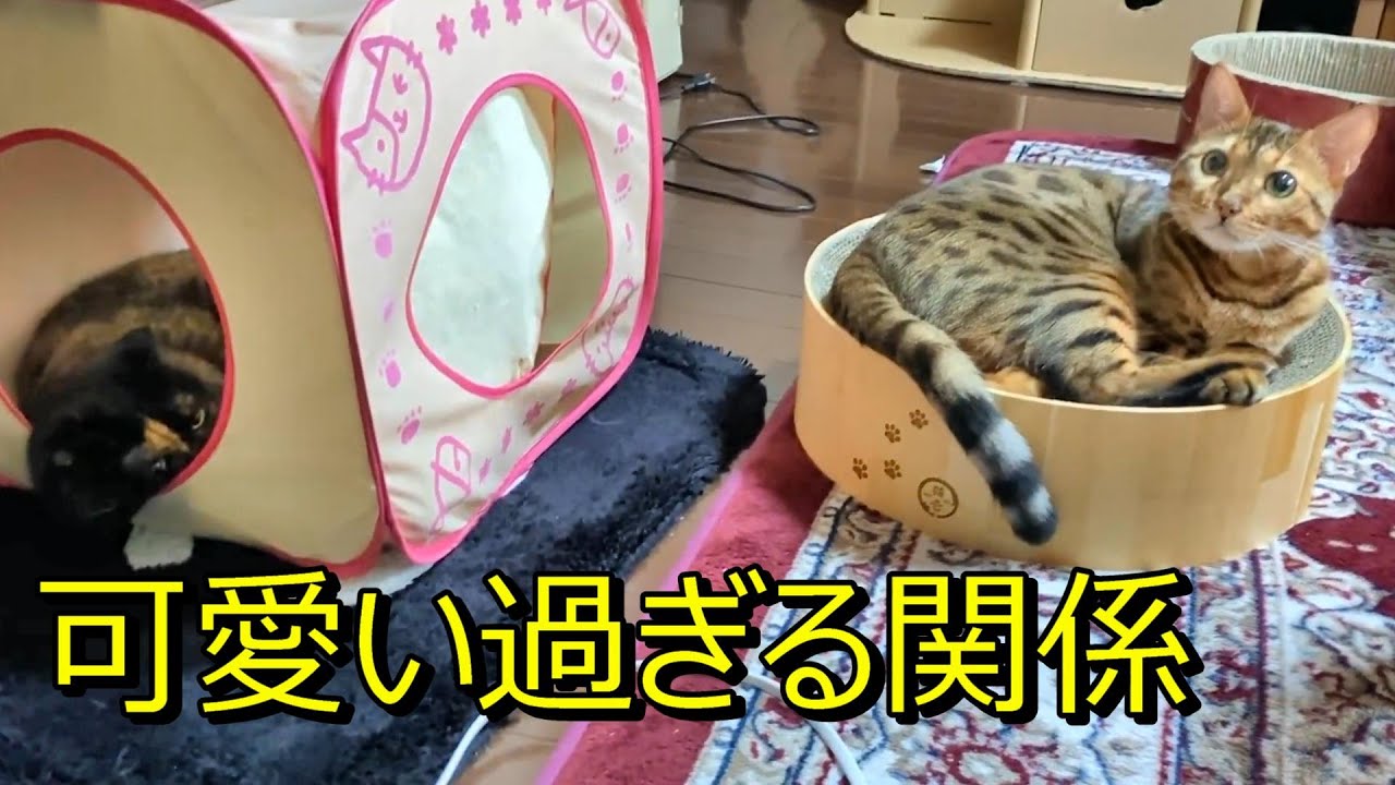 スコティッシュとベンガルの関係性が可愛すぎた