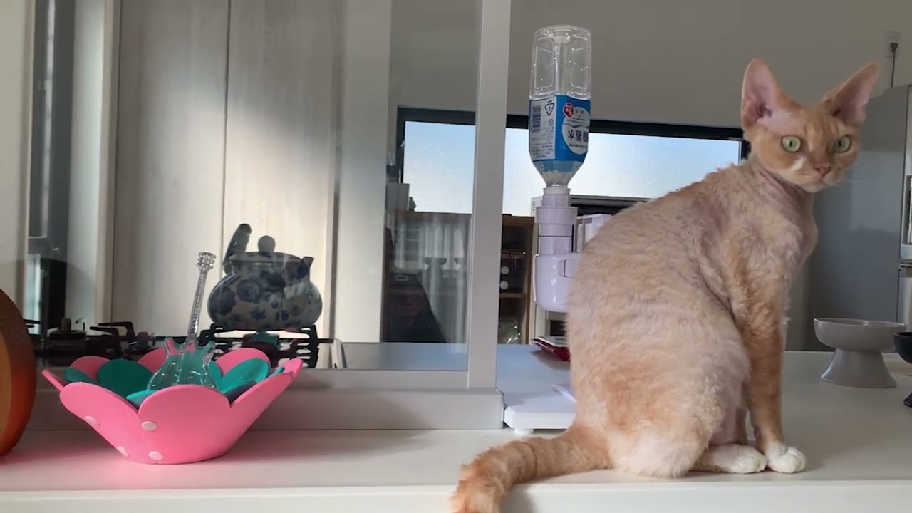 デボンレックス弟は兄にちょっかい出して怒られました(Devon Rex younger brother was scolded by his elder brother)
