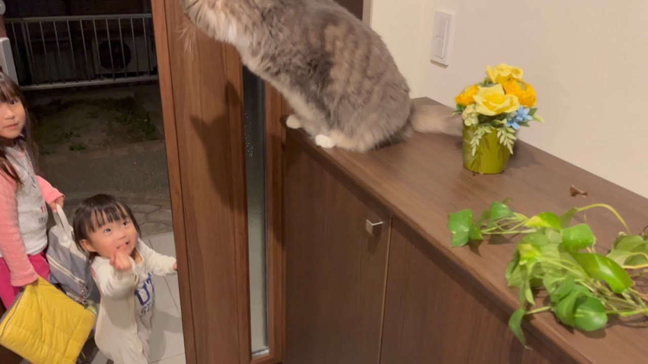 遠出するのを察知して子供達を見送ってくれる猫　ノルウェージャンフォレストキャット　cat seeing off children