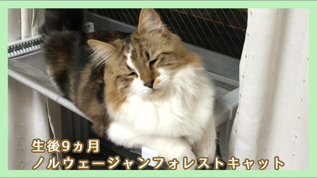 【おしゃべりする猫】ハンモックの上で鳥と上手にクラッキング【ノルウェージャンフォレストキャット】