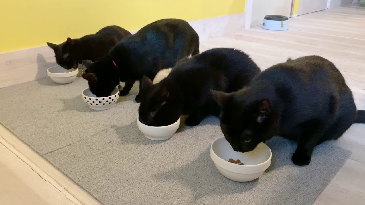 4匹の黒猫ボンベイファミリー　朝５時の整列？！朝ごはん☆いつもにぎやか☆