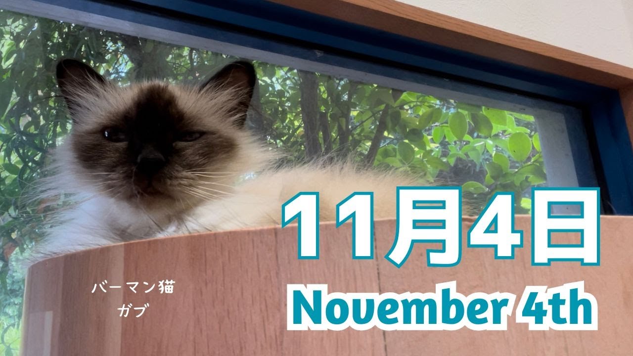 バーマン猫ガブ【11月4日】November 4th（バーマン猫）Birman/Cat