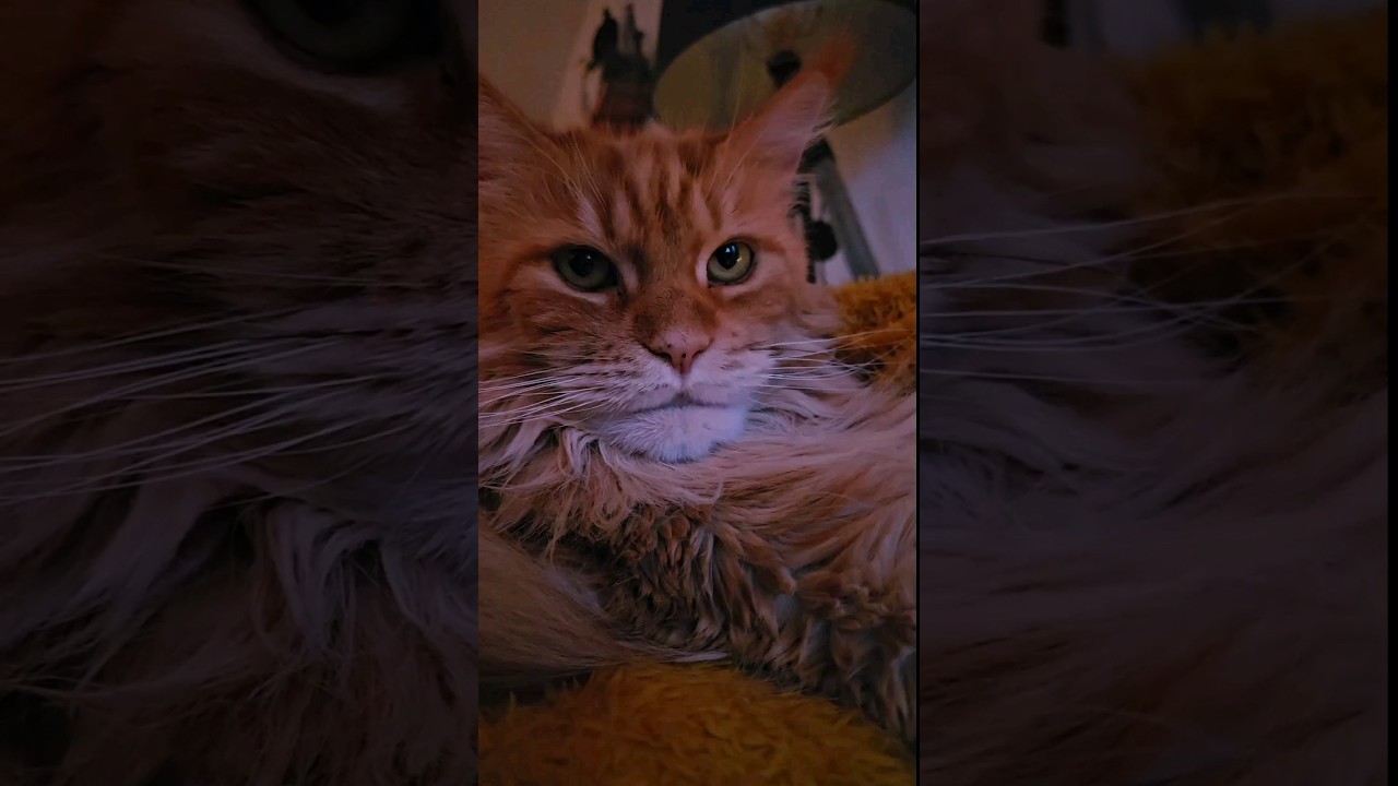 Maine coon girl enjoys the warmth ❤️🔥 #mainecoon