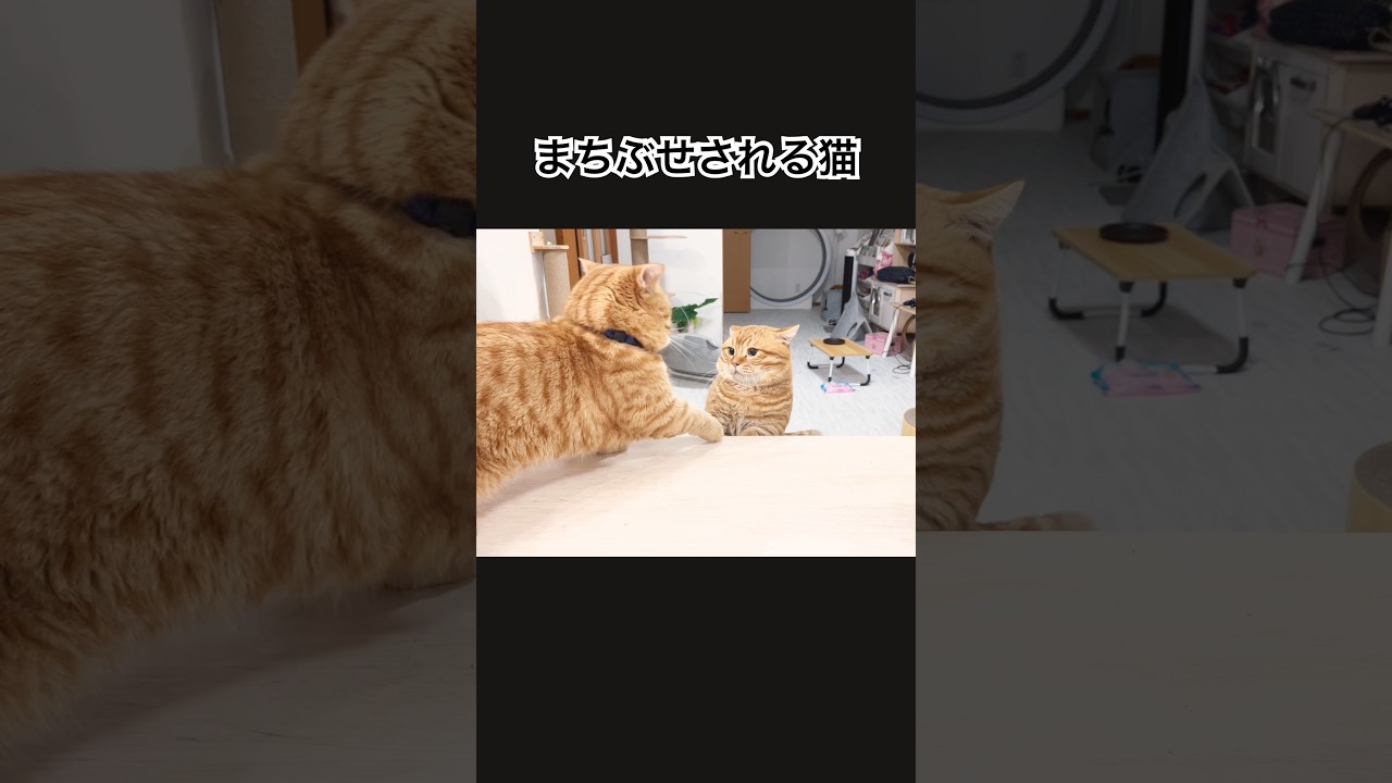 まちぶせされる猫 #猫 #マンチカン #shorts