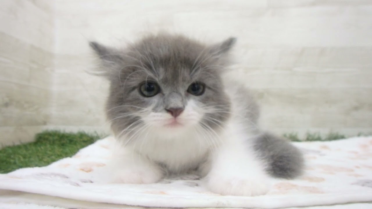 Coo&RIKU　No00654633 アメリカンカール