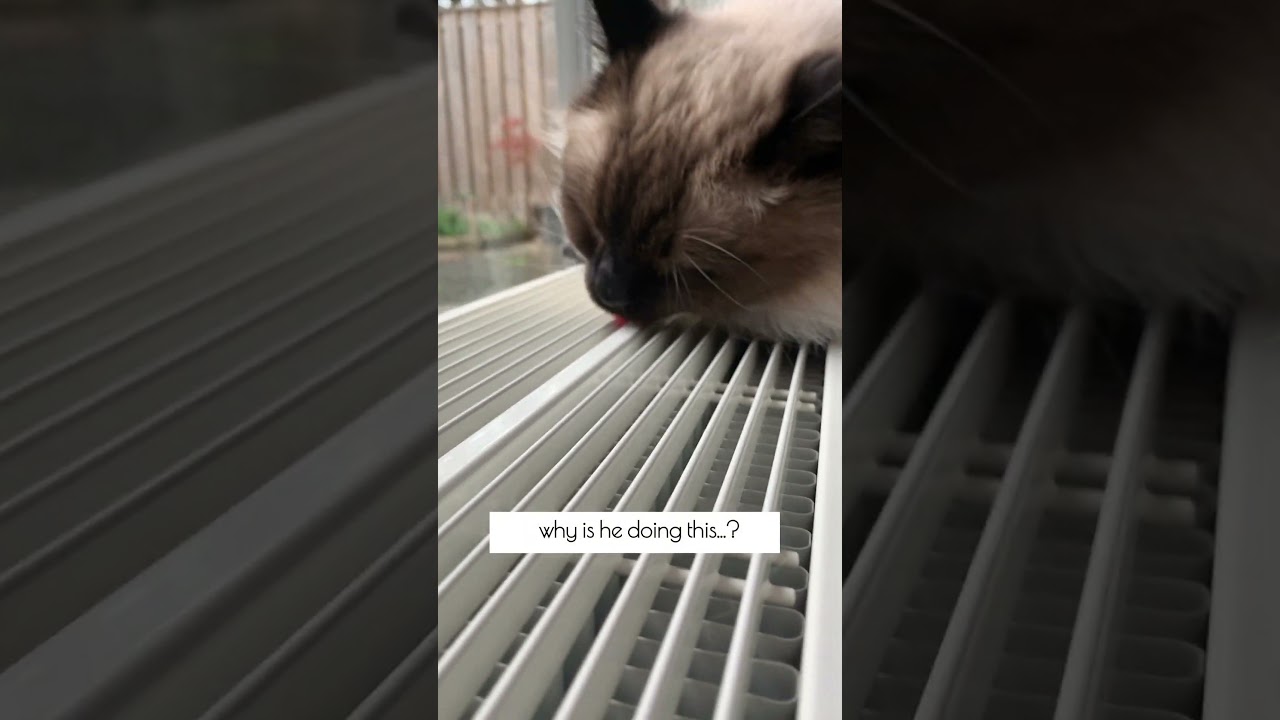 Is THIS Normal Cat Behavior? 🤔 #shorts #cat #ragdolls #funnycats #catbehavior #weirdcat