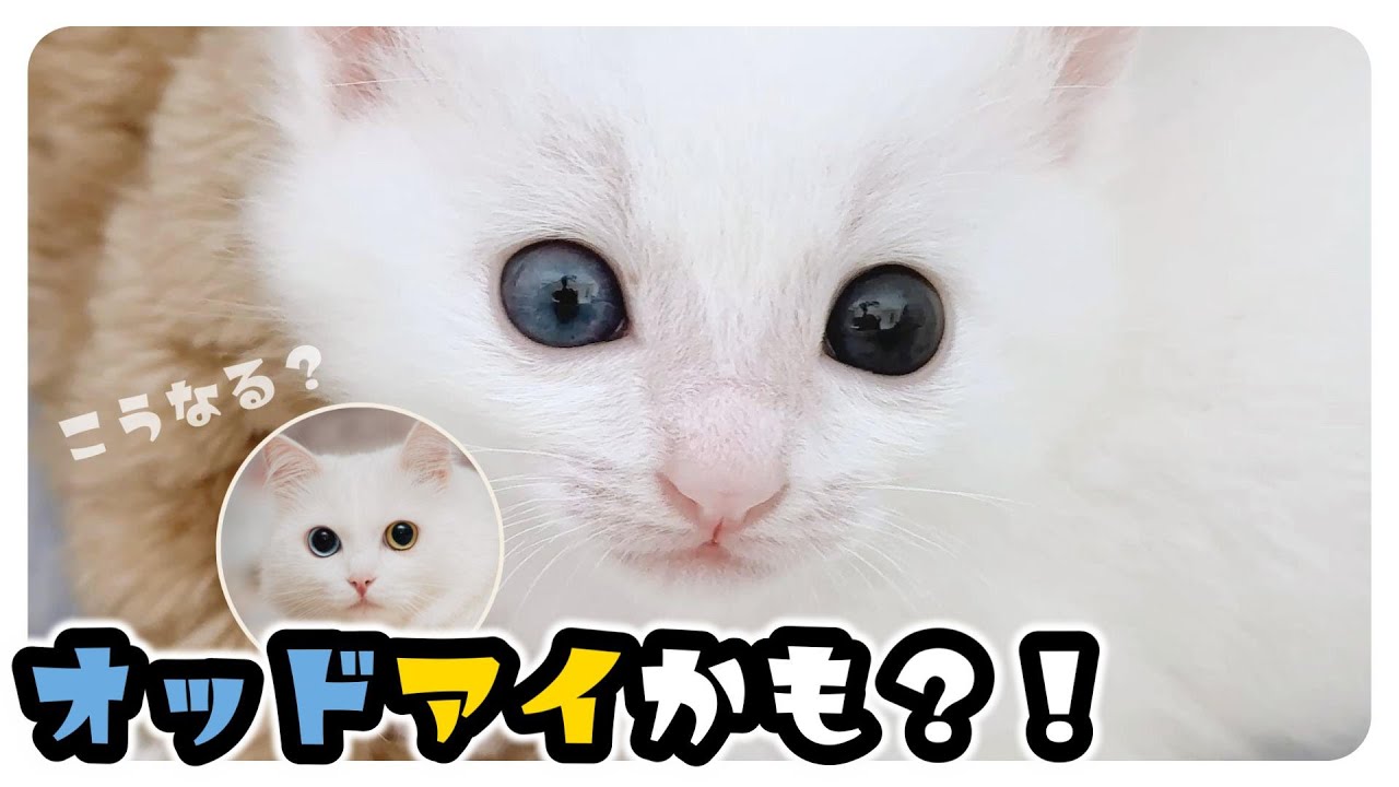 子猫の目に違和感？オッドアイかもしれない白い子猫がこちらです【保護猫生活10日目2】