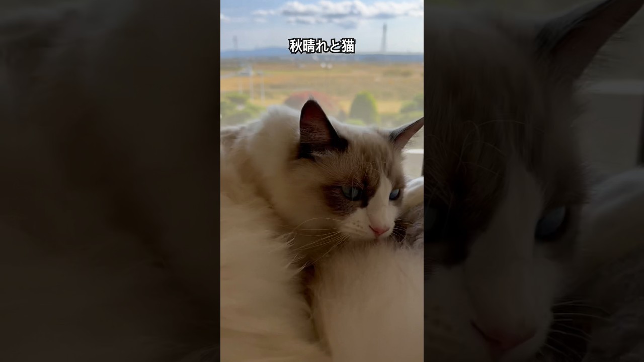 【ラグドールのわたげ】気持ちの良い秋晴れと猫#shorts #猫 #ラグドール