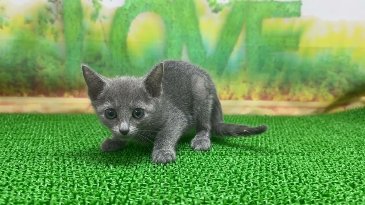 Coo&RIKU　No654144 ロシアンブルー