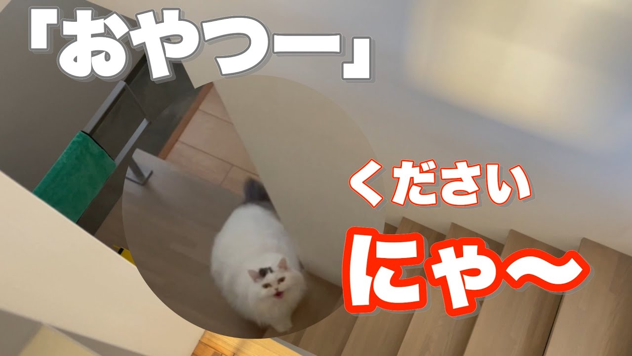 どこにいても「おやつ」に反応する猫がかわいい