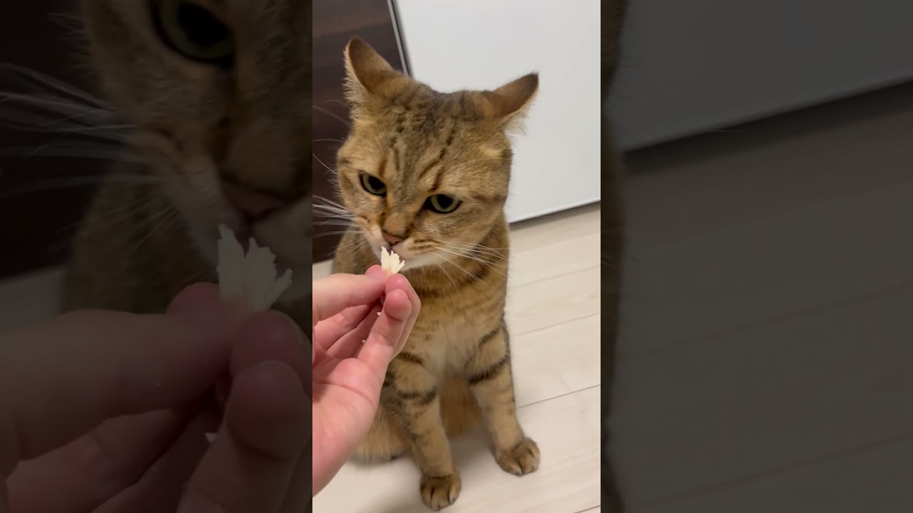 【凶暴化】猫にささみをみせてしまうと最後です…　#shorts