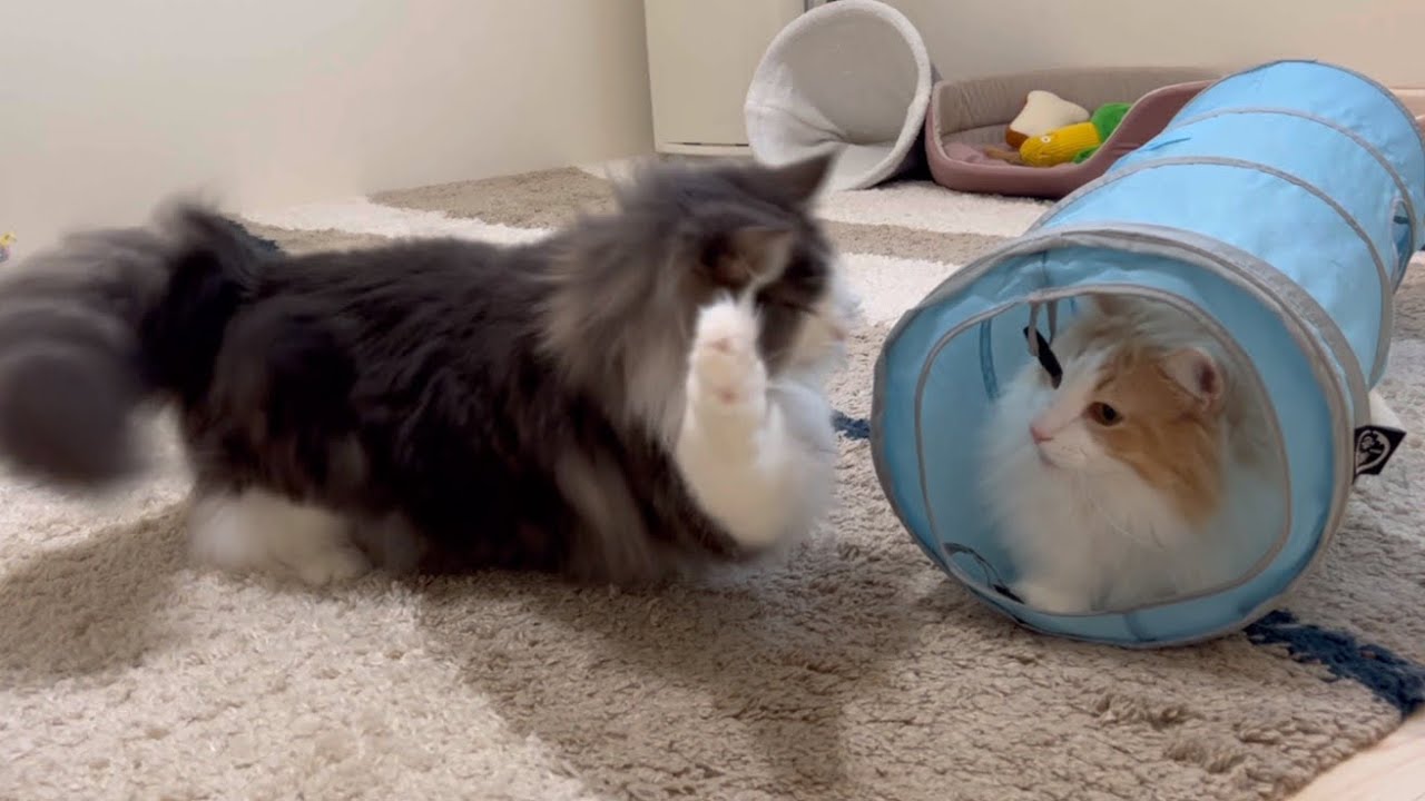 【ドッキリ⁉︎】ドッキリが下手すぎるノルウェージャンフォレストキャットが可愛すぎた💖