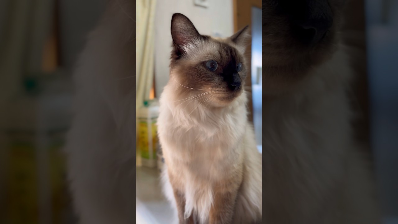 ナデナデされるかわいいシャムミックス猫のモカちゃんです。 #モカちゃん #ねこ #cat  #モカちゃん