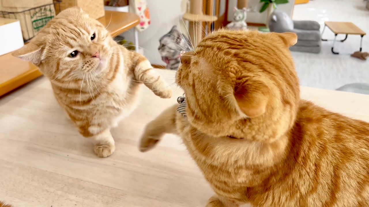 『おいらはやられたらやりかえすよ？』 #猫 #マンチカン