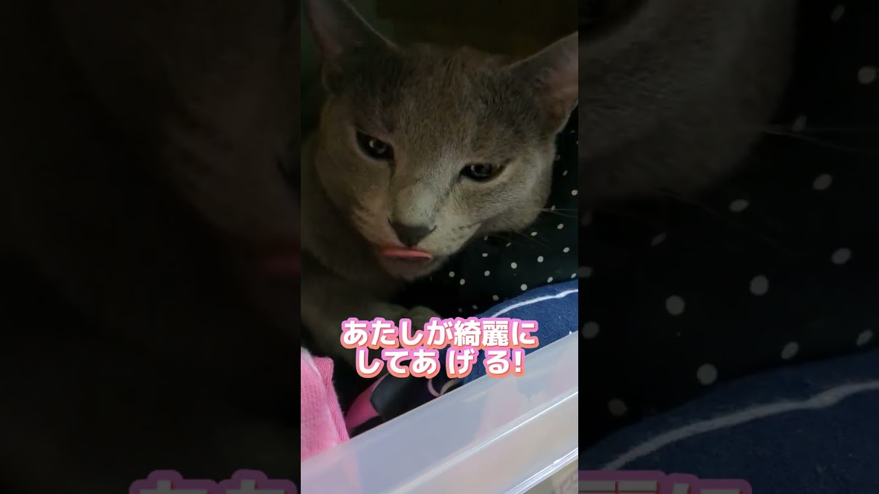 コンマリメソッドで猫の巣作っちゃった🙀⁉️  #ロシアンブルー #russianblue #猫