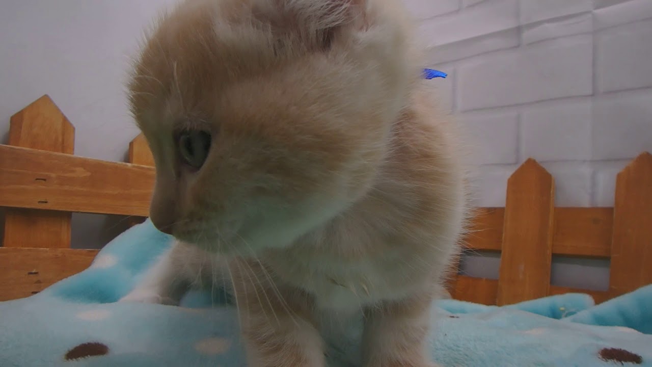 357311 アメリカンカール