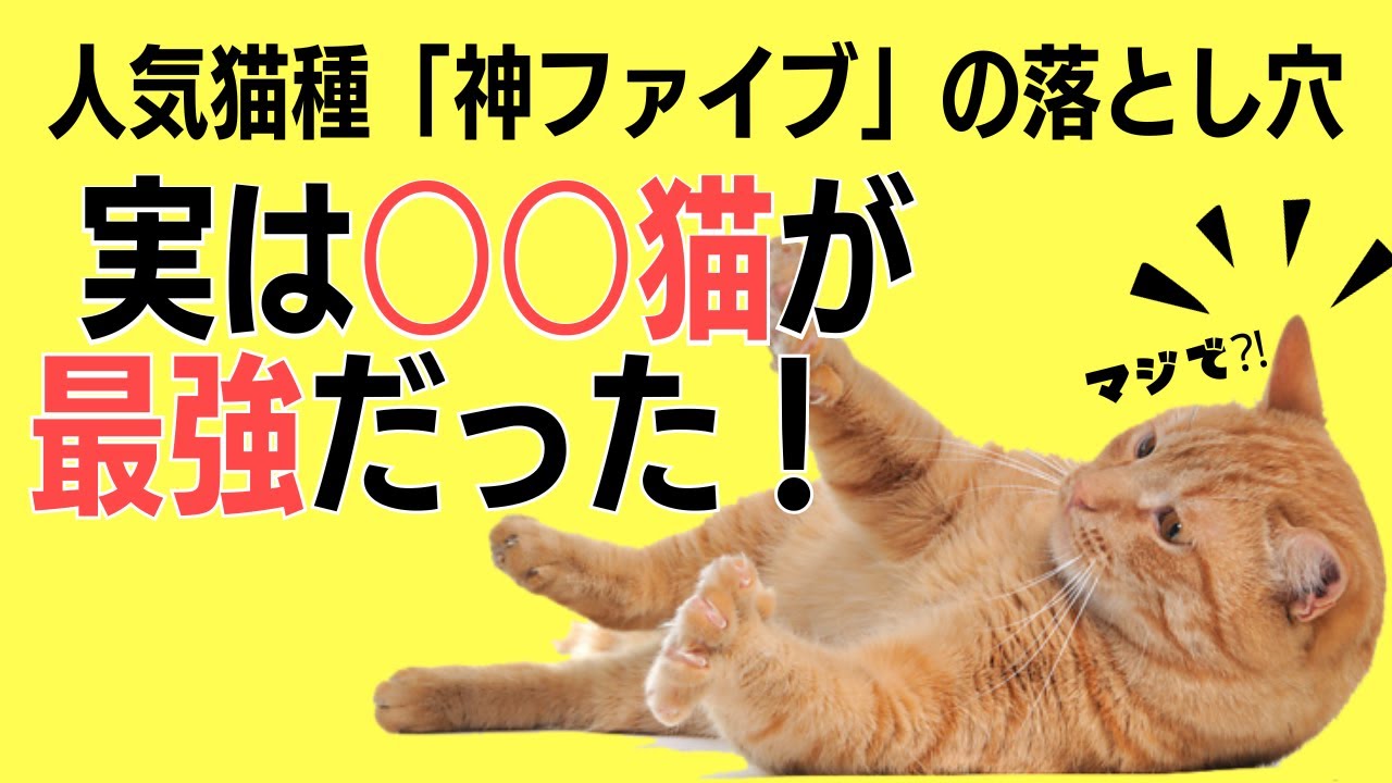 日本で『飼育頭数NO1』〇〇猫の魅力に迫る！