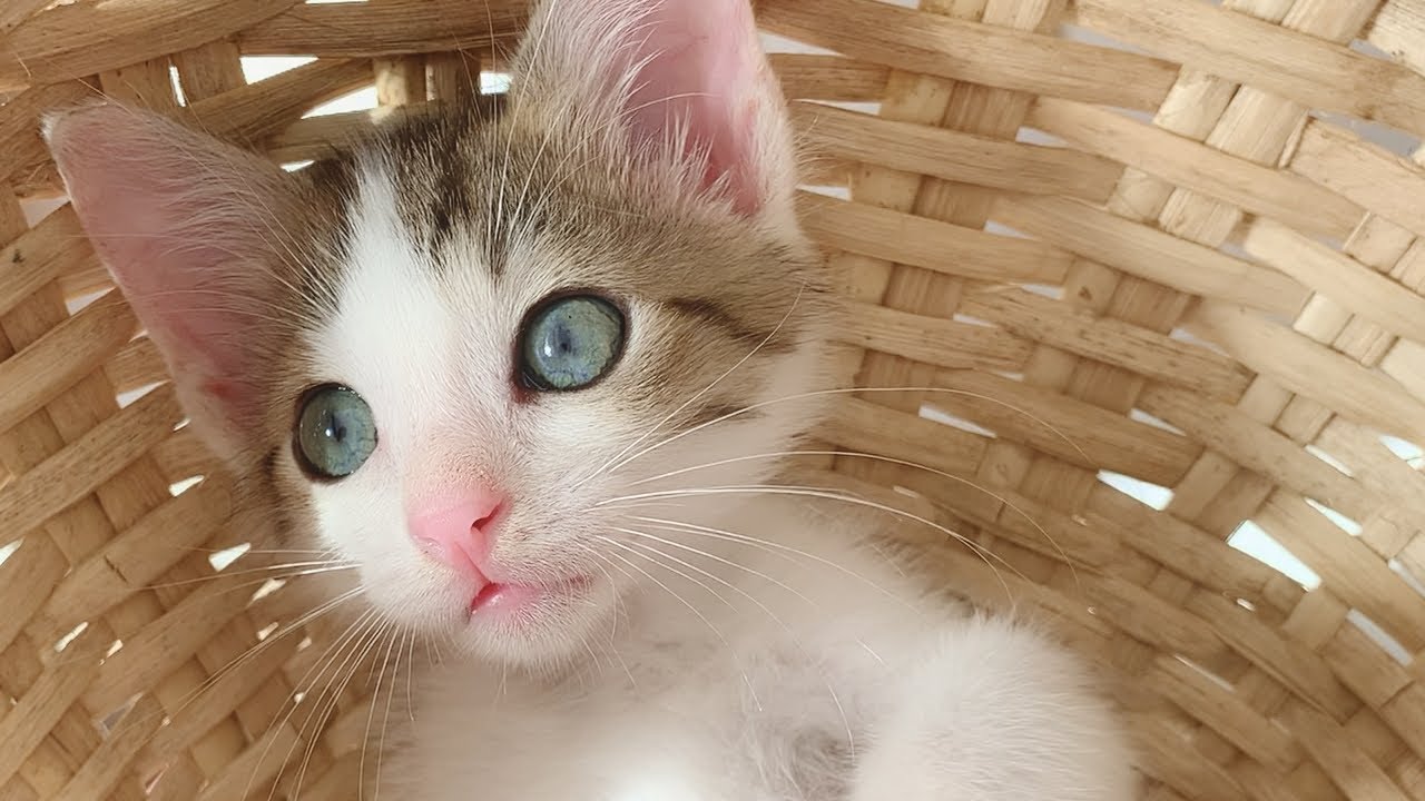 小さな迷子の子猫を救出したら可愛い天使だった。〜第5幕〜