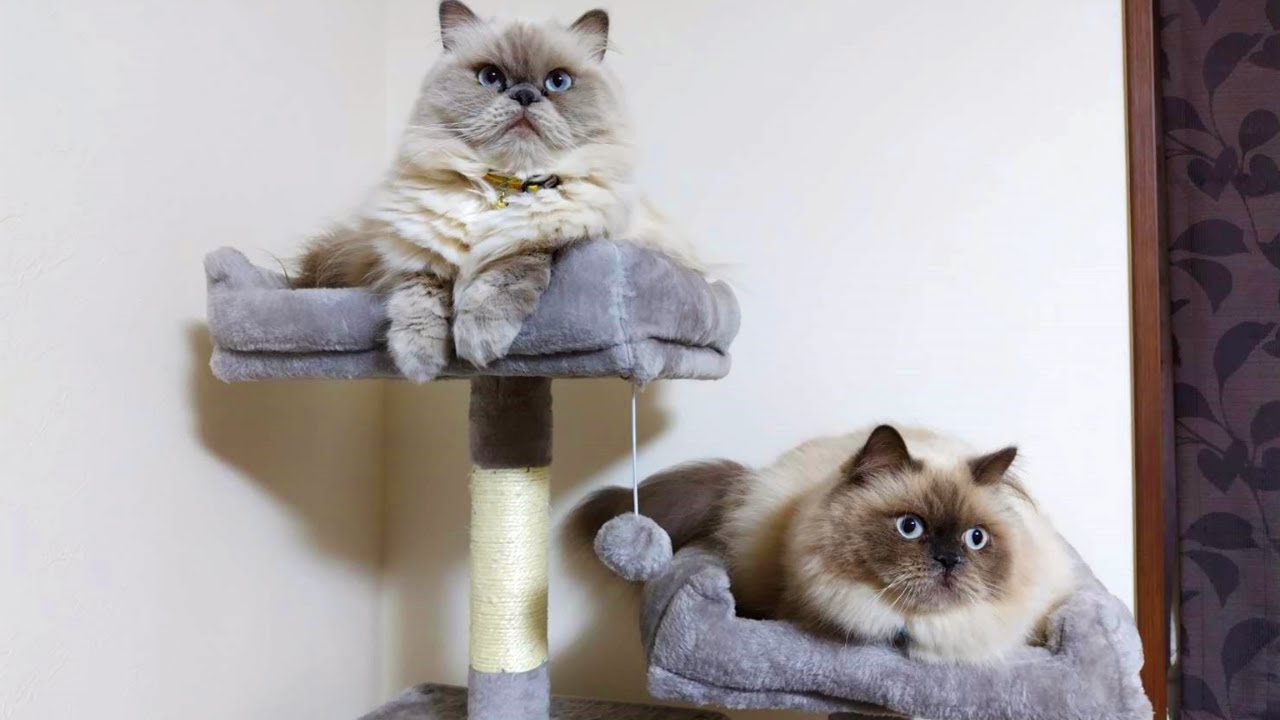 新しいキャットタワーにご満悦の猫たちです！【ヒマラヤン猫】