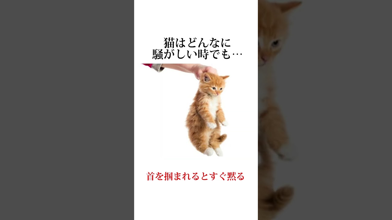 ちょww猫の秘密面白すぎww【雑学】猫の隠したい秘密10個を大暴露🤫#ペット #猫 #動物 #shorts